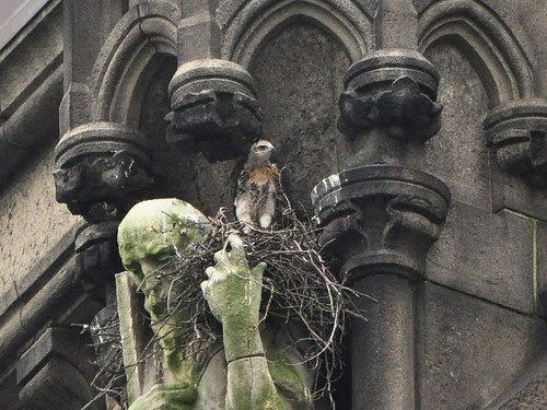 Red-Tail Nestling