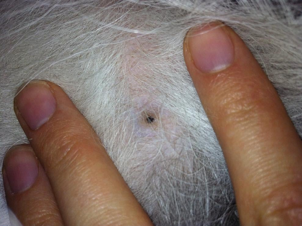 Bed Bug Bites Dogs Moreoo