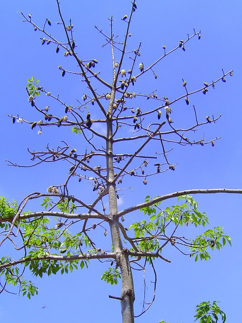 無限台南/木棉棉絮
