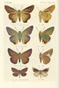 papillon 59