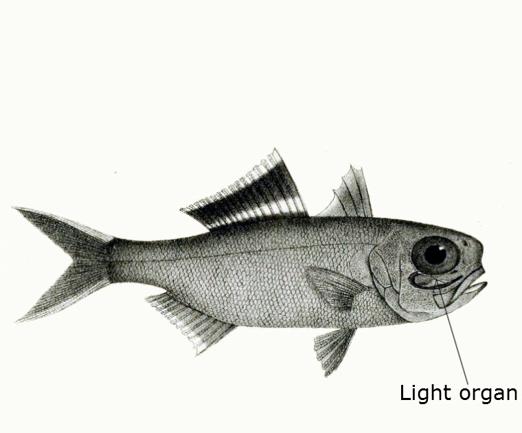 Mengenal Bioluminescence Dan Organ Cahaya Pada Ikan Oceanid