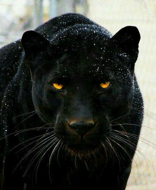 The meaning and symbolism of the word - «Panther»