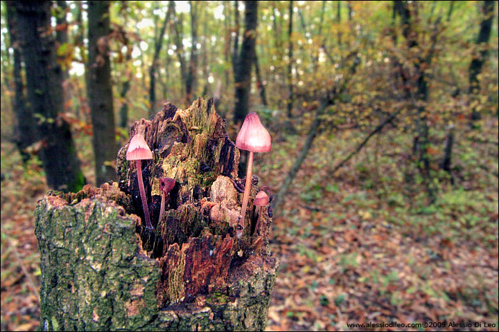 Funghi