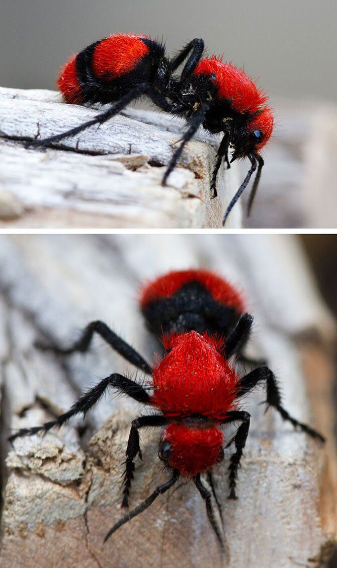 Animals most unexpected colors