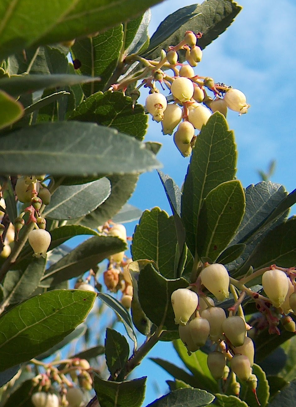 Arbutus