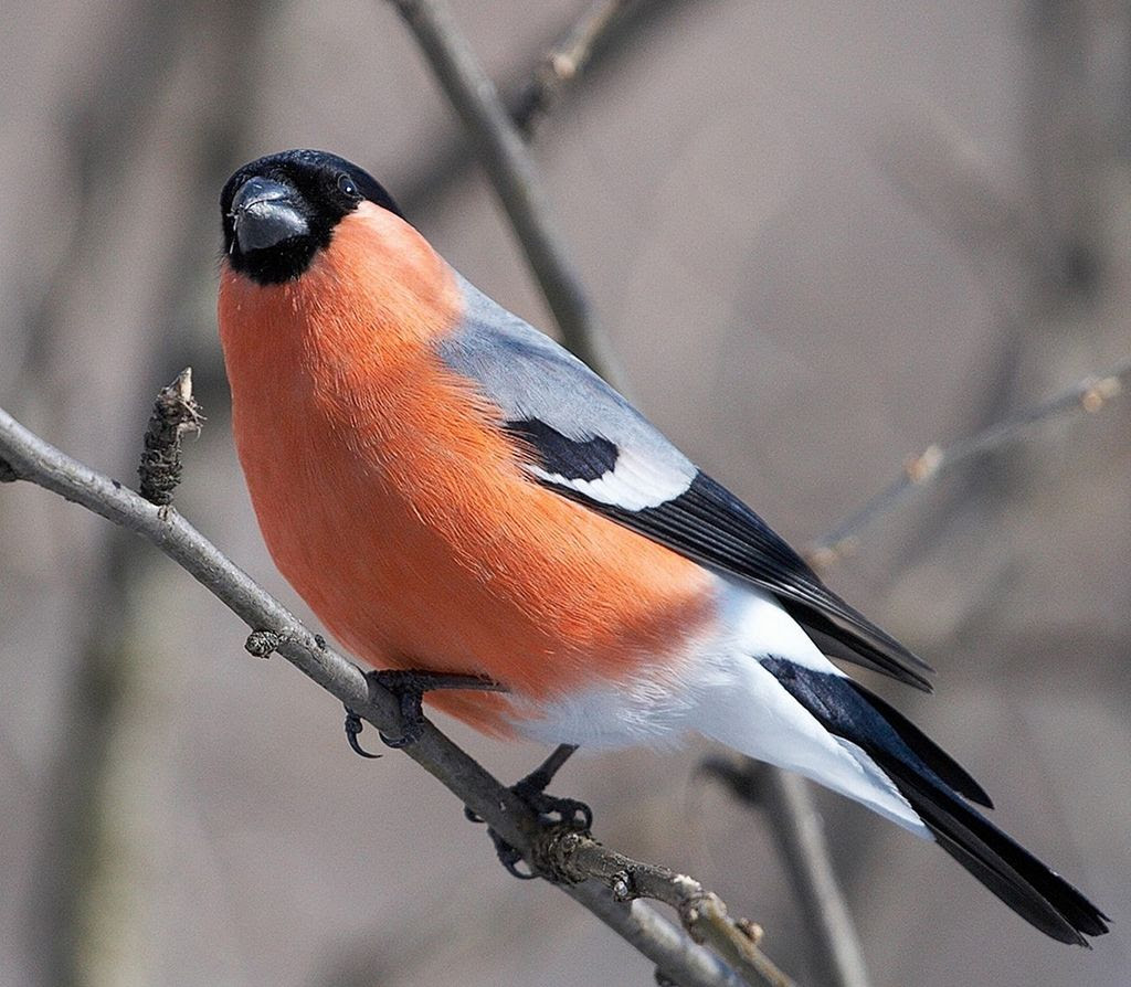 Bullfinch, or ordinary bullfinch (lat. Pyrrhula pyrrhula)