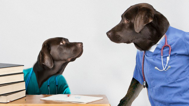 Doctores perros: Un hospital cuenta con dos labradores para olfatear el cáncer