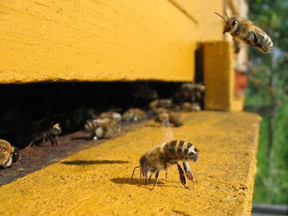 Honeybees in an apiary in Germany. Photo by: Björn Appel.
