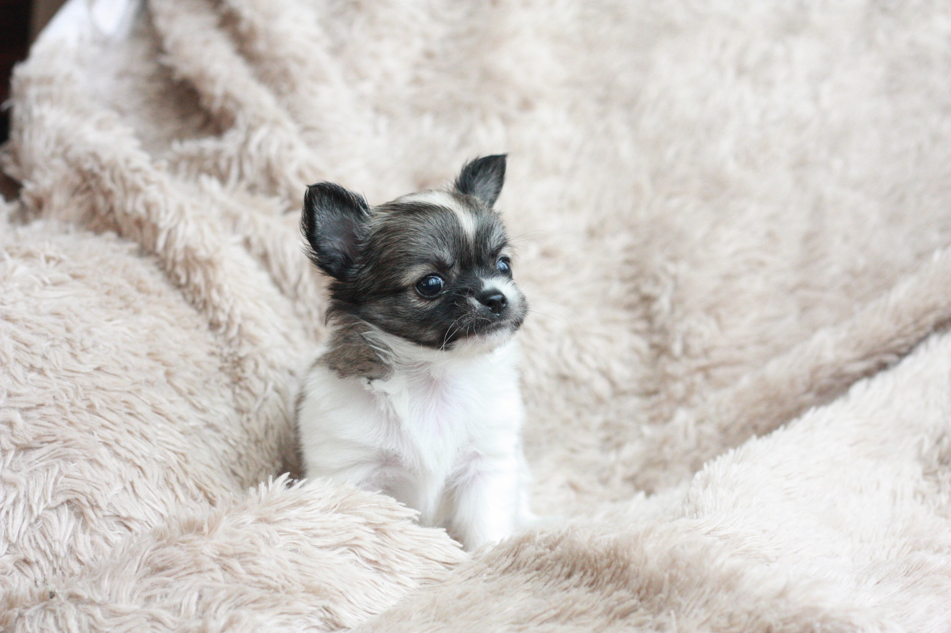 white toy chihuahua puppies for sale