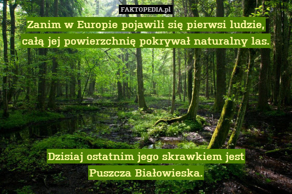 Zanim w Europie pojawili się pierwsi – Zanim w Europie pojawili się pierwsi ludzie,
całą jej powierzchnię pokrywał naturalny las.






Dzisiaj ostatnim jego skrawkiem jest
Puszcza Białowieska. 