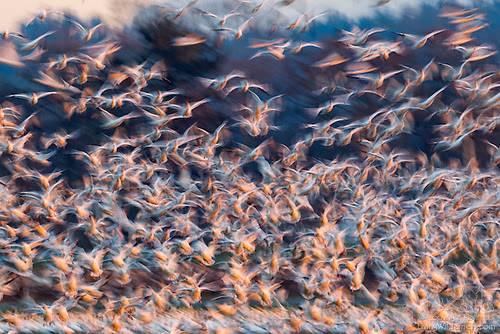 Flock of Snow Geese Taking Off, Long Exposure, Skagit Valley, Washington
