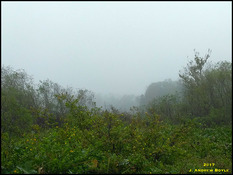 Fog Fog
