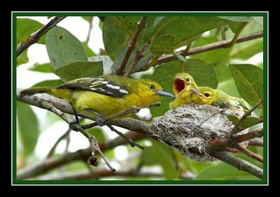 Common Iora - Nestling