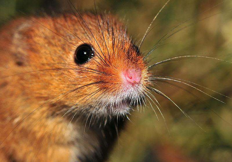 File:Harvest Mouse (face).jpg