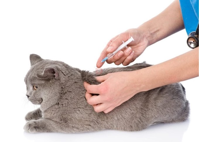 ¿Qué es la vacuna tetravalente para gatos?