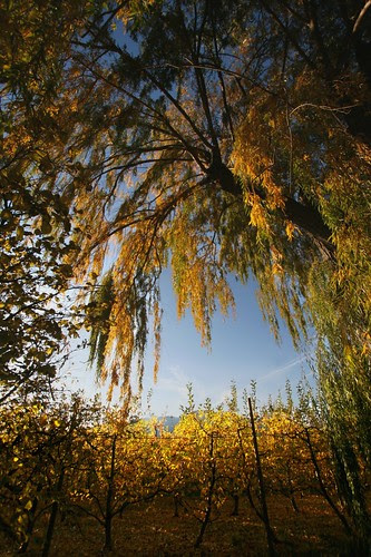 orchard-willow-yellows