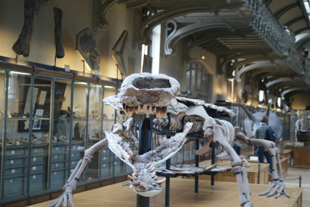 File:Sarcosuchus Paris.jpg