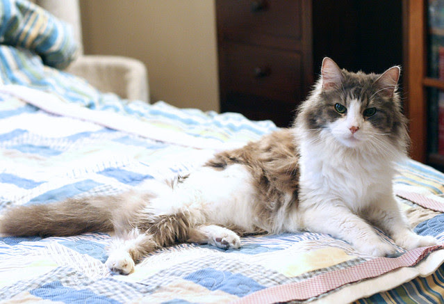 Memory quilt, supervised