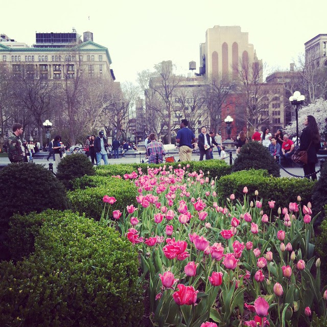 A Walk for the Blooming Trees