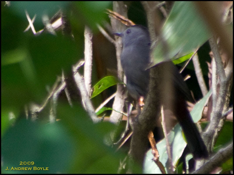 Gray Catbird
