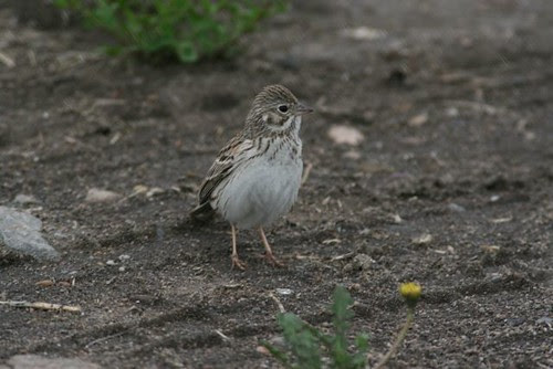 vespersparrow