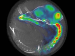 Tomografia computadorizada de um embrião dentro do ovo (Foto: Balaban et al. Current Biology/Divulgação)