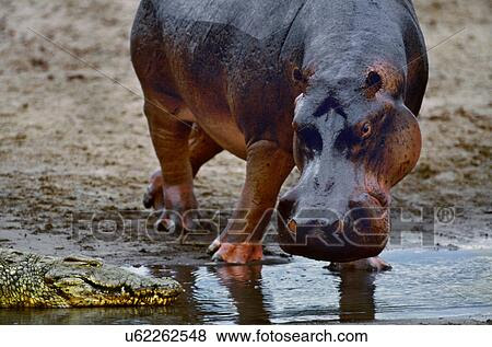 Resultado de imagem para Rio Luangwa, Zâmbia