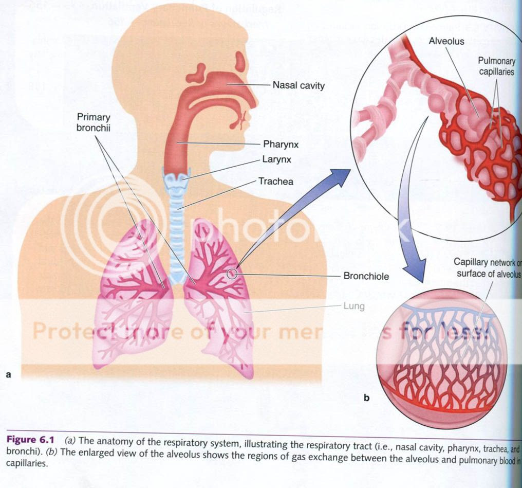 Complete Soccer Training: Lungs and pulmonary ventilation