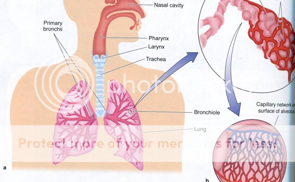 Complete Soccer Training: Lungs and pulmonary ventilation