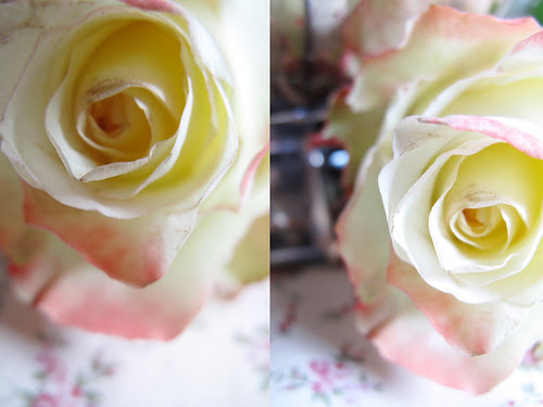Collage_rosa2