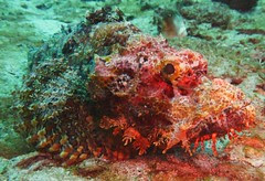 Scorpion Fish