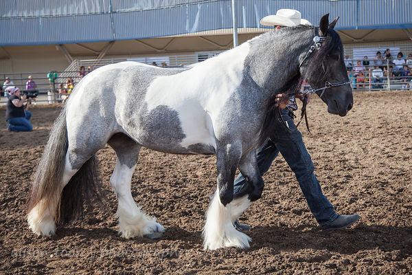Gypsy Horse (Gypsy Vanner)
