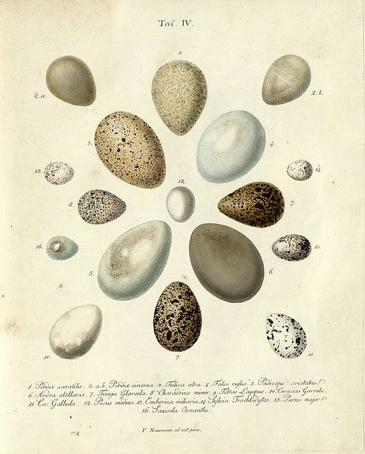 BibliOdyssey: Bird Eggs