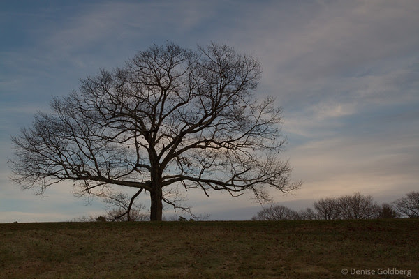 a tree without leaves, Maudslay State Park