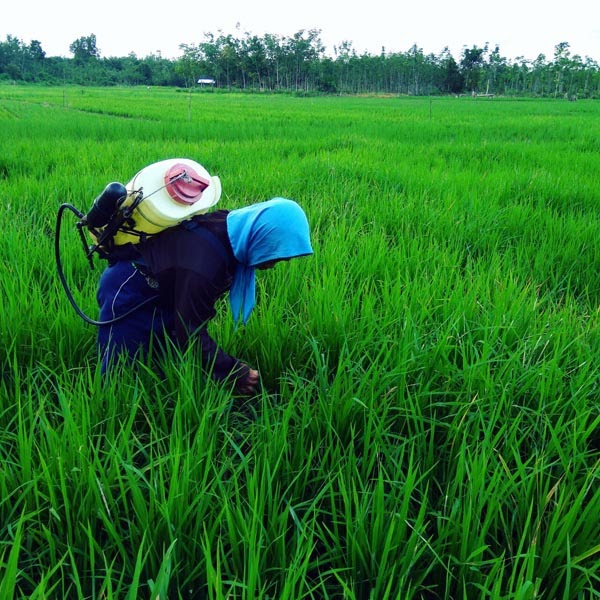 Peralatan mata pencaharian masyarakat melayu riau