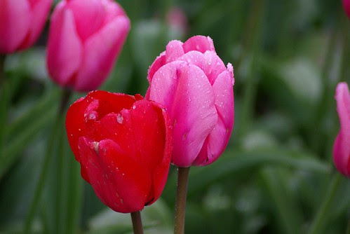 2008-04-19 Tulips etc at Rozengarde (30)
