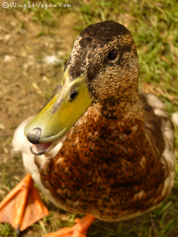 Cute Mallard