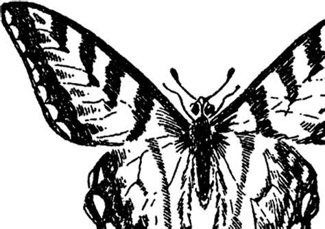 Vintage Butterfly Image Nice! The Graphics Fairy Vintage Butterfly Image Nice! The Graphics Fairy