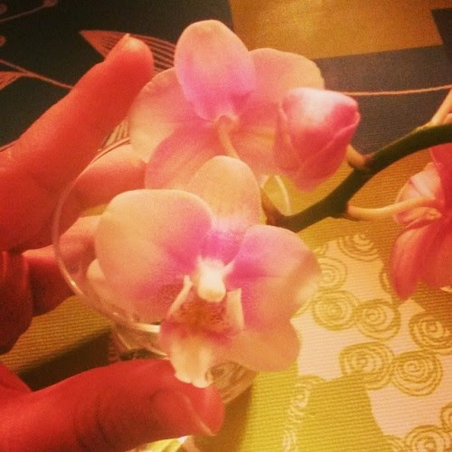 #orchide #orchide
