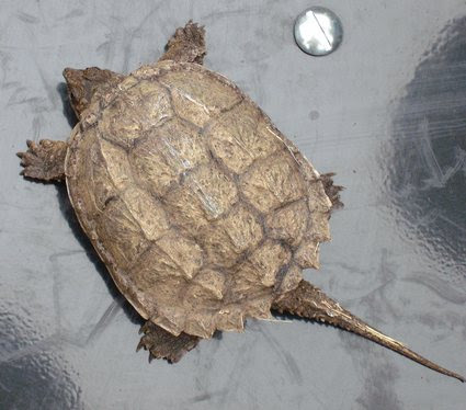 amisbide: snapping turtle tongue