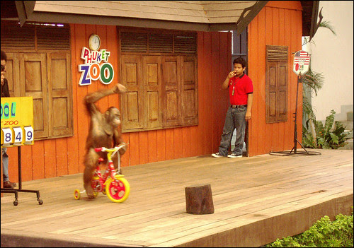 Orangutan riding a bike