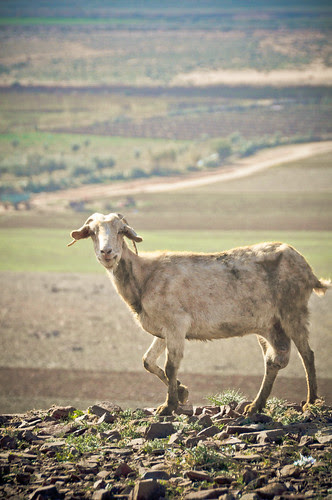 Marrakech111230-11