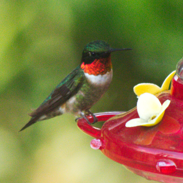 Ed Gaillard: birds &emdash; Ruby-Throated Hummingbird, Traveler Food & Books