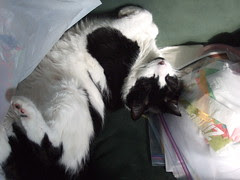 Mosey sleeping again