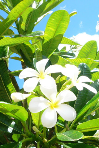 最高かつ最も包括的なハワイ 壁紙 Iphone すべての美しい花の画像