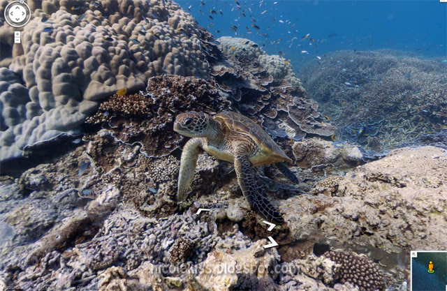 turtle google maps underwater