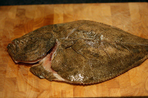 Turbot top down 2