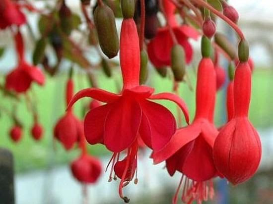 綺麗なマリンカ 花 最高の花の画像