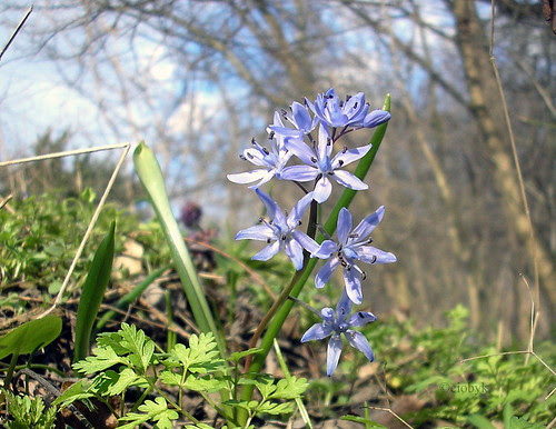 spring is here !  -   Scilla bifolia by ciobyk