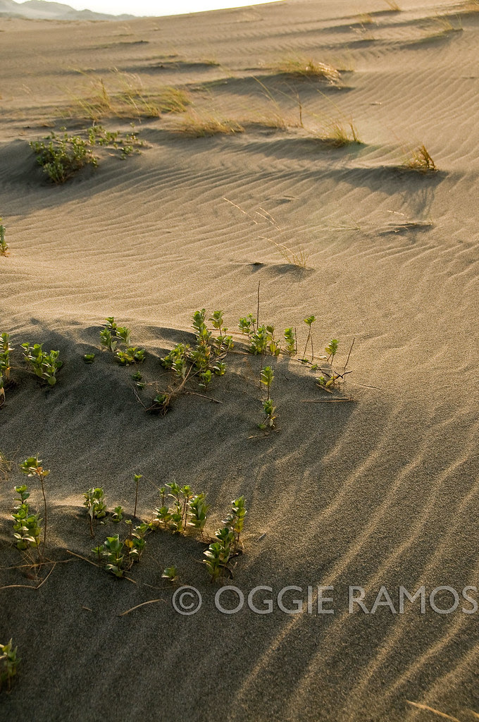 Paoay Dramatic Sand Waves